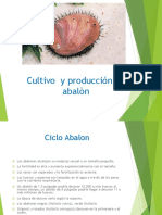 Cultivo de Abalon