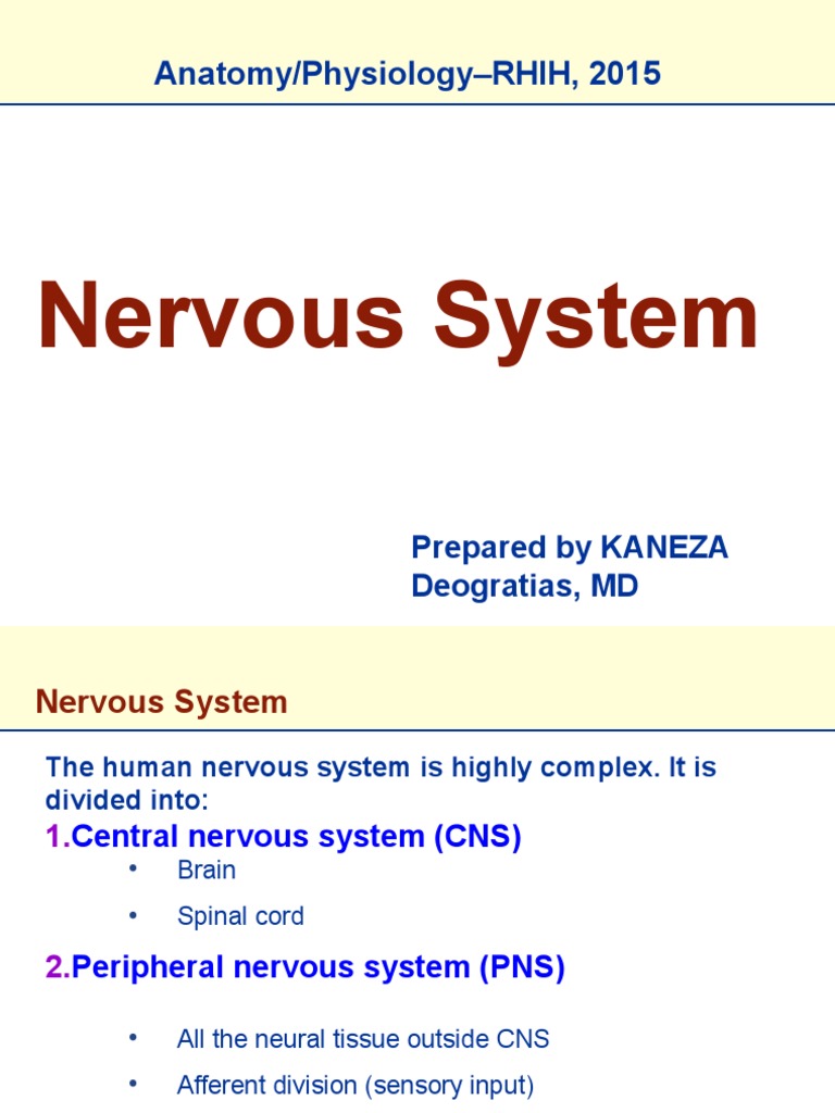 Overview of the Nervous System | PDF | Neuron | Axon