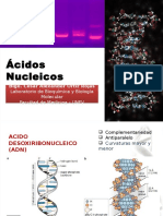 Ácidos nucleicos: estructura y funciones del ADN y ARN