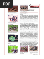 Serpentes Caracteristicas e Comportamento
