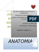 El Corazon Anatomia