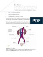 Estructura de Los Riñones