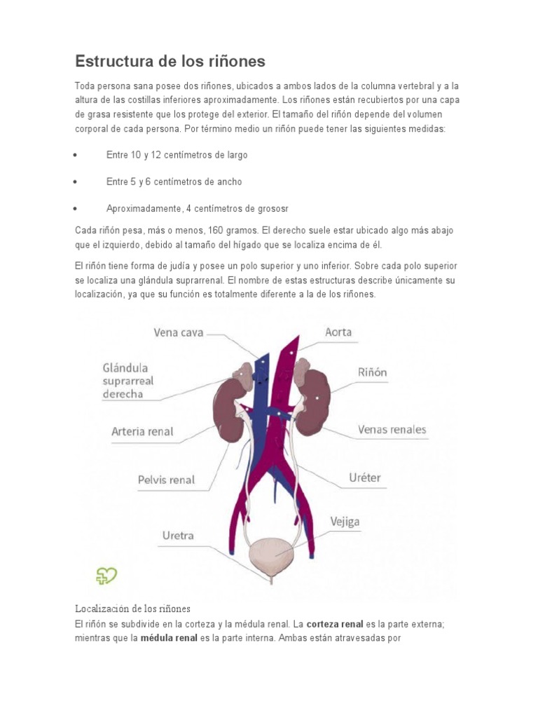 Anatomía y Función de los Riñones | PDF | Riñón | Urea