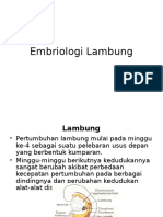 Embriologi Lambung 