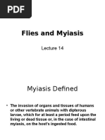 Myiasis