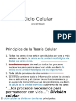 Ciclo Celular