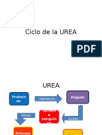 Ciclo de La UREA