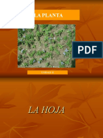 La Hoja