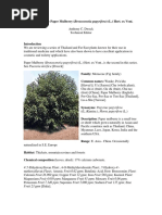 Broussonetia_papyrifer