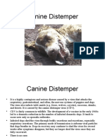 Canine Distemper