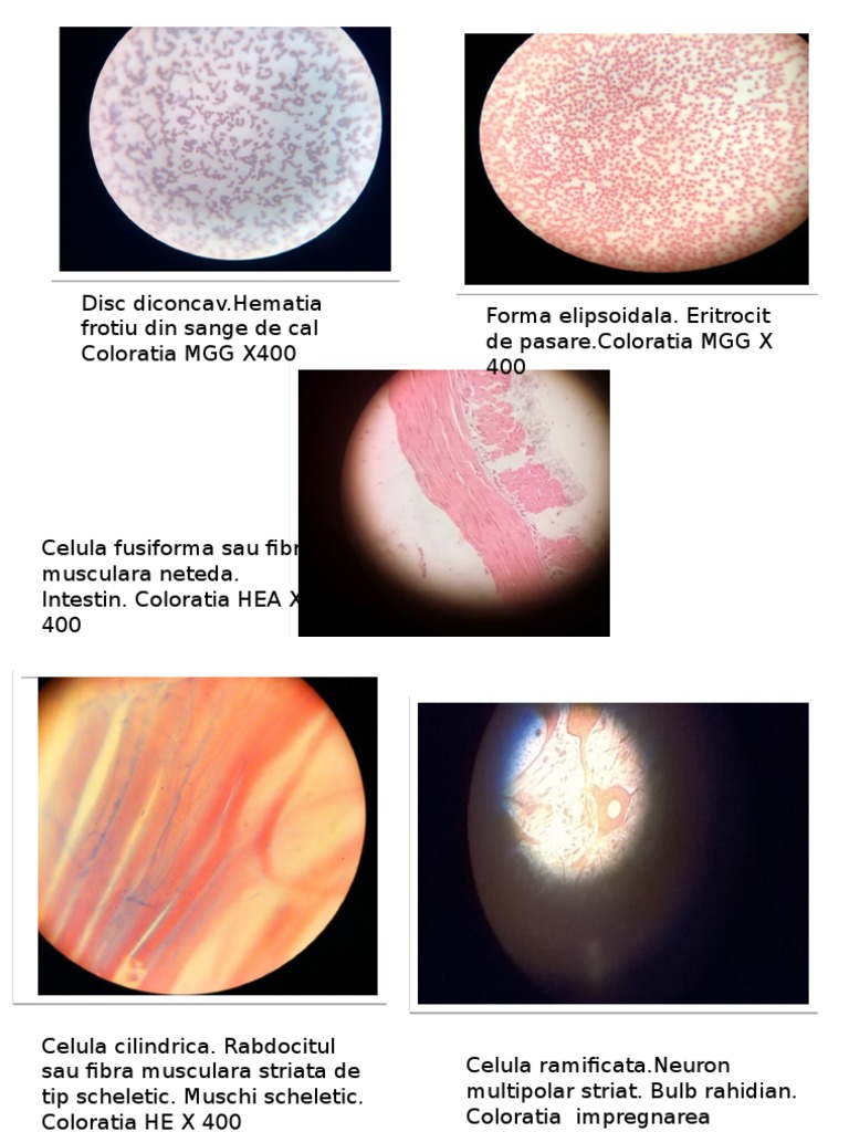 Preparate Histologie  PDF