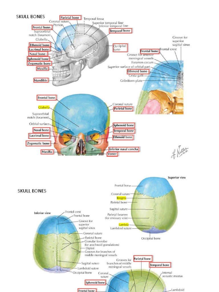 Key Anatomical Landmarks of the Skull | PDF | Skull | Musculoskeletal ...