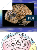 Mind & Brain