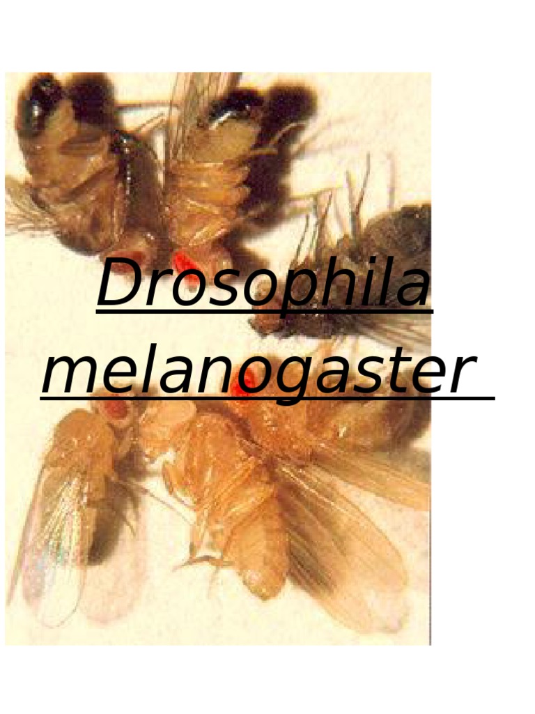 Drosophila Melanogaster | PDF | Drosophila melanogaster | Mutación