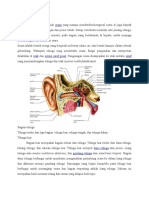 Anatomi Telinga Dan Keseimbangan