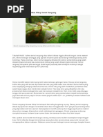 Download RahasiaKoloniDanSiklusHidupSemutRangrangbyelangdutamandala12SN294256980 doc pdf