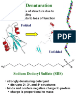 Protein Denaturation: Folded