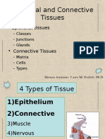 4 Tissue Types: Epithelium, Connective, Muscle, Nervous