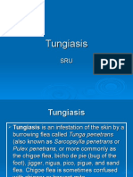 Parasite Infestation Tungiasis