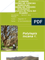 Polylepis Incana o Árbol de Papel