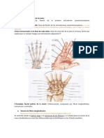 AD00. Anatomía de Mano