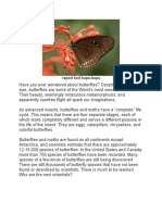Kupu-kupu: Insekt yang Menakjubkan