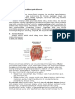 Morfologi,anatomi dan mulut pada manusia.docx