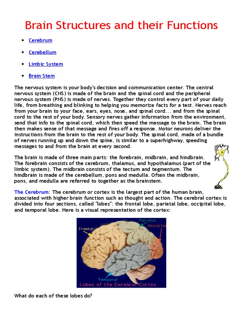 Brain Structures and Their Functions | PDF | Cerebrum | Brainstem