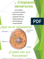 Exposición - Nucleólo, Citoplasma y Oligodendrocito