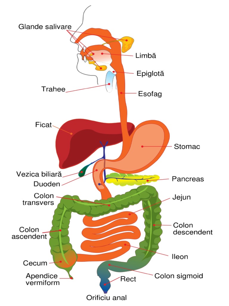 sistemul digestiv)