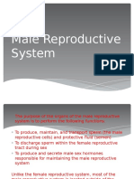 Male Reproductive System