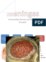 Meninges neuroanatomia
