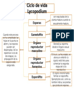 Ciclo de Vida