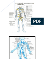 Sistem Vascular - Vene PDF