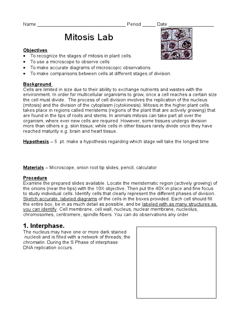 Mitosis in Onion Root Tip Lab Report | PDF | Mitosis | Cell Biology, image size:768x1024