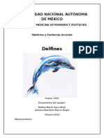 Delfines en México 