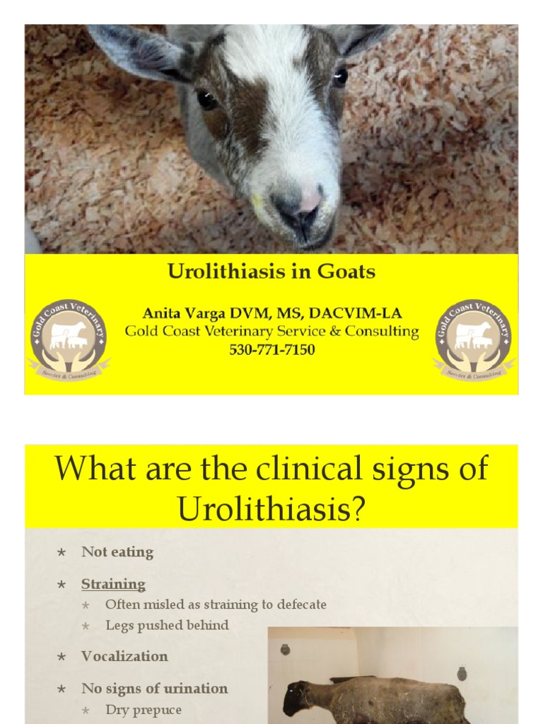 blocked goat urolithiasis handout Urology Medical Specialties
