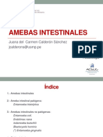 2015 - TEORIA 02 Amebas Intestinales Clase