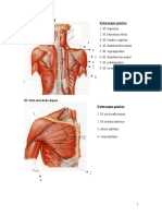 Musculuskeletal Anatomi
