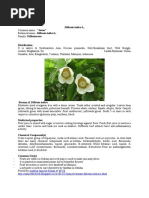 Download Deskripsi Dillenia Indica L by Ely Savitri SN294664789 doc pdf
