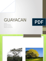 GUAYACAN