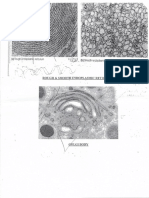 Cell Organelles Drawings