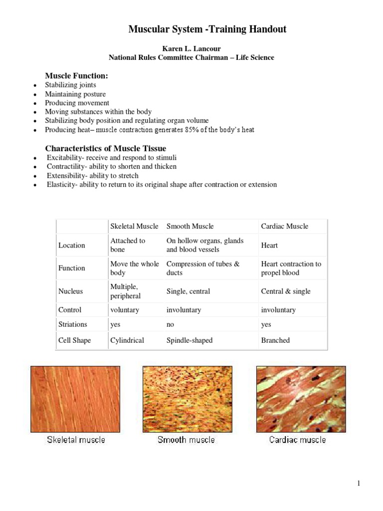 2-Muscular System Handout | PDF | Muscle Contraction | Muscle