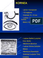 04 - Sclera & Kornea
