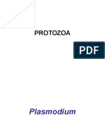 Protozoa 1