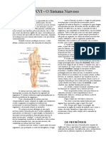 Anatomia - Apostila - Sistema Nervoso