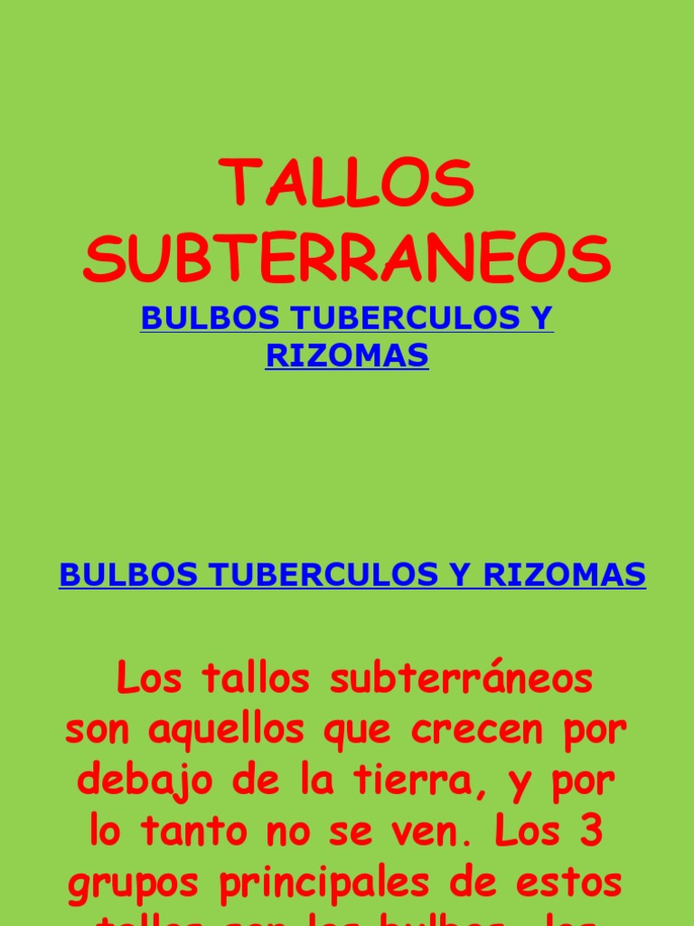 Morfología Vegetal. Bulbos, Tubérculos y Rizomas. | PDF