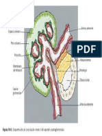 Anatomia de La Nefrona PDF