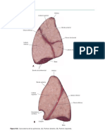 Pulmón Anatomía