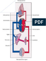 Circulación.pdf